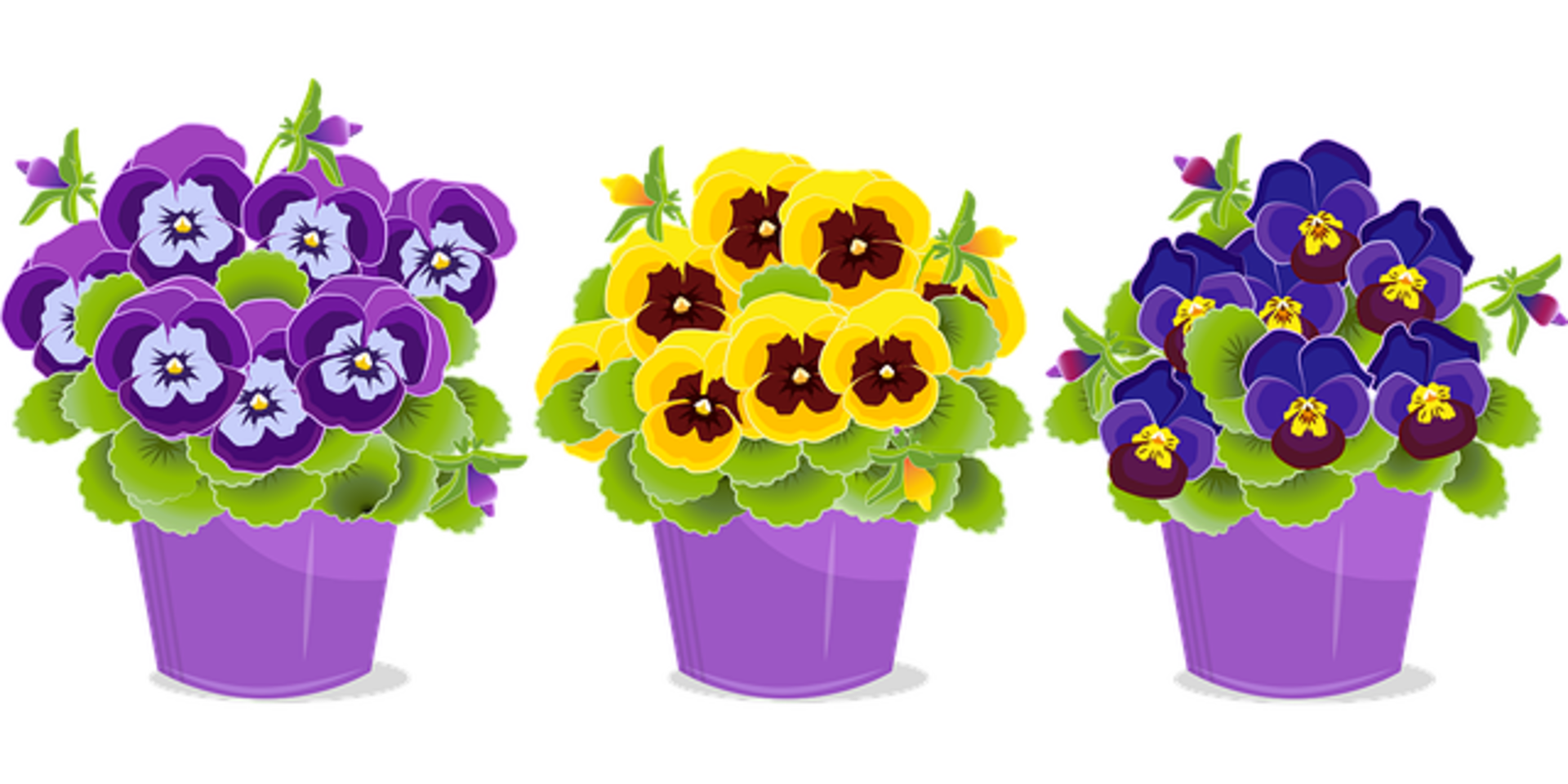 pansy-5142178_640.png